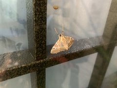 Agrioglypta itysalis