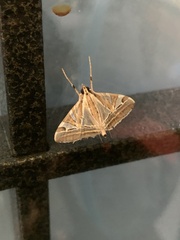 Agrioglypta itysalis