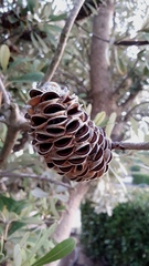 Banksia integrifolia