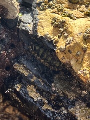 Balanomorpha