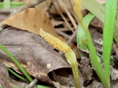 Puccinia mariae-wilsoniae
