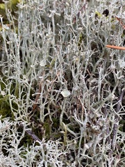 Cladonia uncialis
