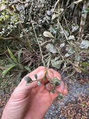 Citrus australasica