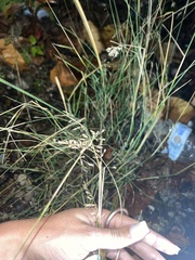 Poa nemoralis