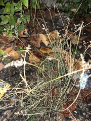 Poa nemoralis