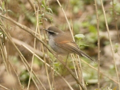 Ochthoeca leucophrys