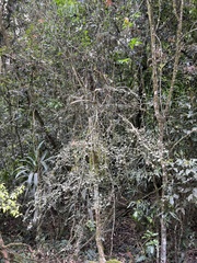 Citrus australasica