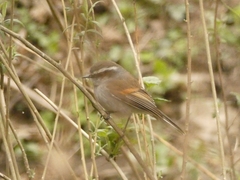 Ochthoeca leucophrys