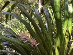 Helmholtzia glaberrima