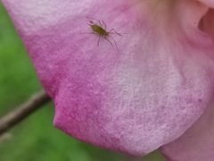 Macrosiphum rosae
