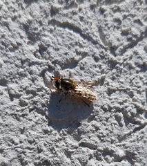 Austroscaeva occidentalis