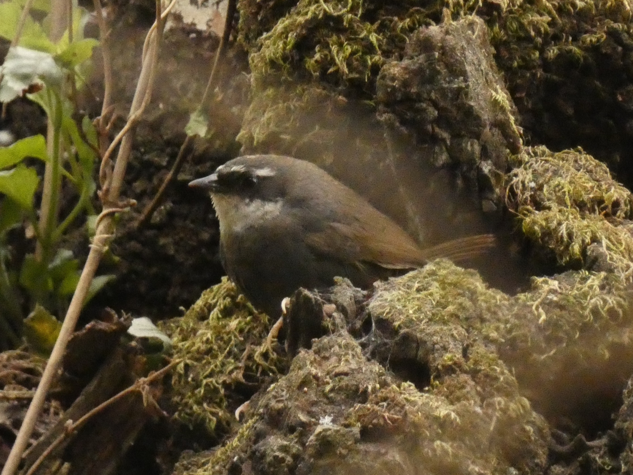 White-browed Tapaculo illustration