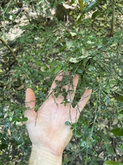 Citrus australasica