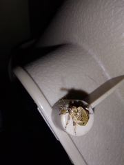 Hyperinae