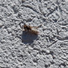 Austroscaeva occidentalis