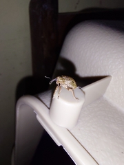 Hyperinae
