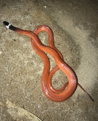 Pseudoboa neuwiedii