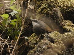 Scytalopus superciliaris