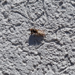 Austroscaeva occidentalis