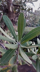 Banksia integrifolia