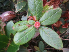 Rhododendron rubropilosum