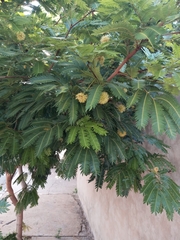 Acacia elata