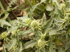 Acicarpha tribuloides