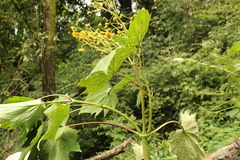 Munnozia