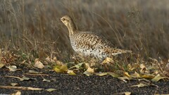 Tympanuchus phasianellus