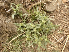 Acicarpha tribuloides