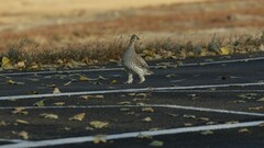 Tympanuchus phasianellus