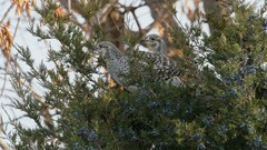 Tympanuchus phasianellus