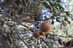 Amphibolips quercuspomiformis