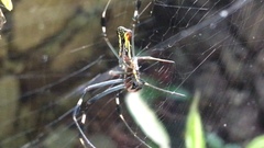 Trichonephila clavipes