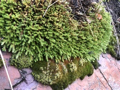 Selaginella wallacei