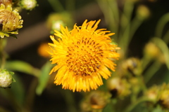 Munnozia
