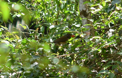 Turdus albicollis