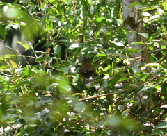 Turdus albicollis