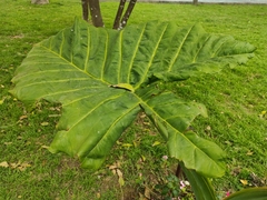 Xanthosoma robustum
