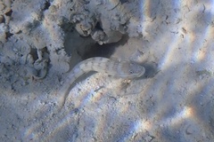 Valenciennea longipinnis