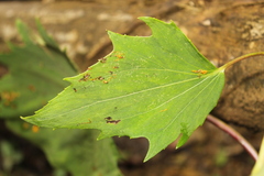 Munnozia