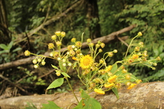 Munnozia