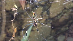 Trichonephila clavipes