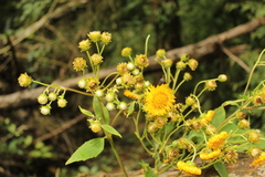 Munnozia