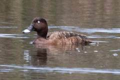 Aythya australis