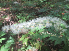 Actaea podocarpa