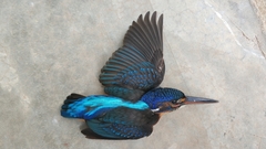 Alcedo meninting