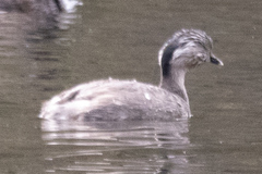 Poliocephalus poliocephalus