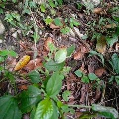 Chlorocoris distinctus