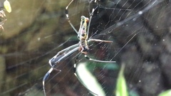 Trichonephila clavipes